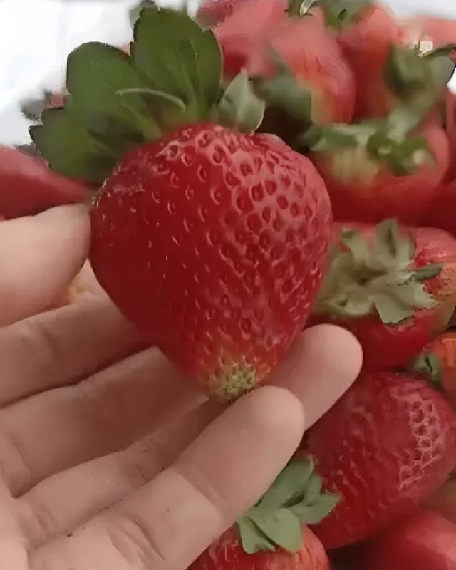 Recolección de fresas